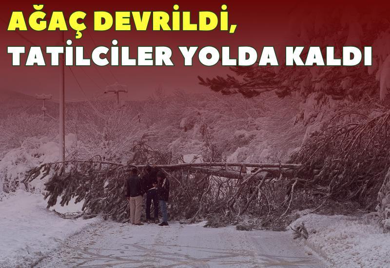 Ağaç devrildi, tatilciler yolda kaldı