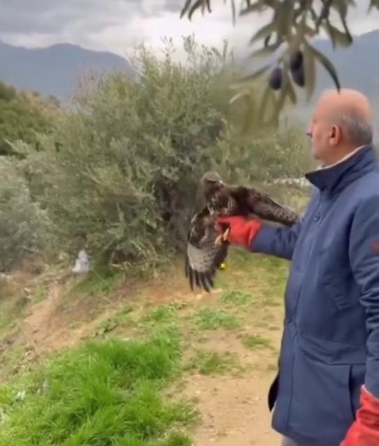 YARALI HALDE BULUNAN KIZIL ŞAHİN, TEDAVİSİNİN ARDINDAN DOĞAYA SALINDI