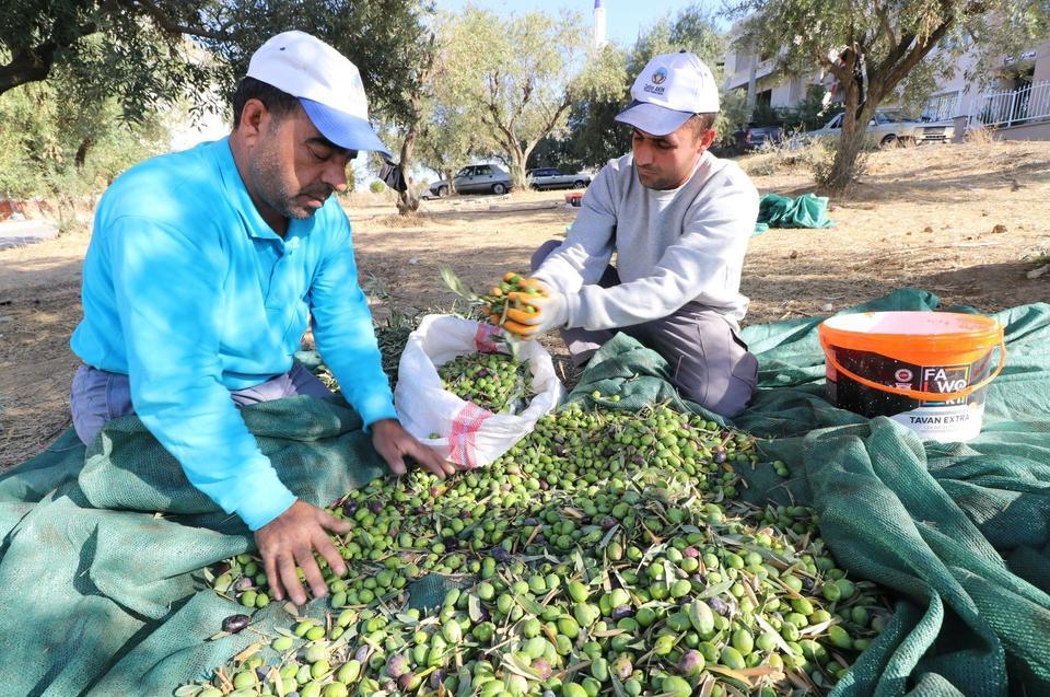 Zeytinler ihtiyaç sahipleri için zeytinyağına dönüştürüldü