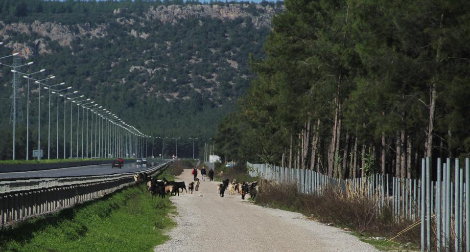 ORMANDA CESET BULAN ÇOBAN, İFADE İÇİN BEKLEYİNCE SÜRÜSÜNÜN DERDİNE DÜŞTÜ "HAYVANLARIMIN BAŞINA BİR ŞEY GELECEK, DAHA ÖNCE 6 KOYUNUMU KURT YEDİ" "SÜREKLİ BANA 5 DAKİKA SÜRECEK DEDİLER, BİR TÜRLÜ 5 DAKİKALARI BİTMEDİ"