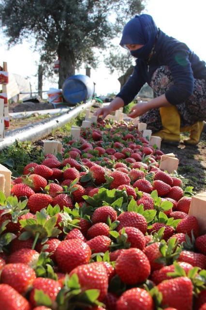 SON YILLARDA ALTIN YILLARINI YAŞAYAN ÇİLEK ÜRETİCİSİ TARLAYA ERKEN İNDİ 2025 ÇİLEK SEZONU İÇİN AYDIN ÇİFTÇİSİ HAZIRLIKLARA BAŞLADI