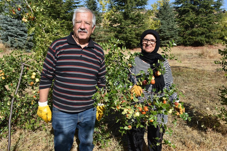 Emekli öğretmen çift, hünnap üretimini yaygınlaştırmaya çalışıyor