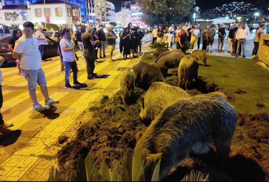 Kuşadası merkeze inen yaban domuzları yiyecek aradı