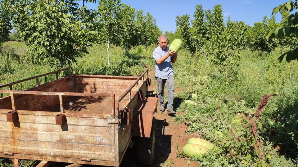 TARLADA KALAN KARPUZLAR PEKMEZE DÖNÜŞTÜ ELİNDE KALAN KARPUZLARIN SUYUNU ÇIKARAN ÜRETİCİ, KAZANDA KAYNATIP PEKMEZ YAPTI