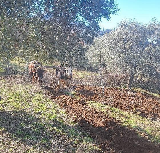 TEKNOLOJİNİN İŞLEMEDİĞİ AYDIN DAĞLARINDA ÇİFTÇİLERİN ZORLU MESAİSİ ERKEN BAŞLADI SABANA KOŞULAN ÖKÜZLERLE DAĞLARDA ÇİFT SEZONU BAŞLADI