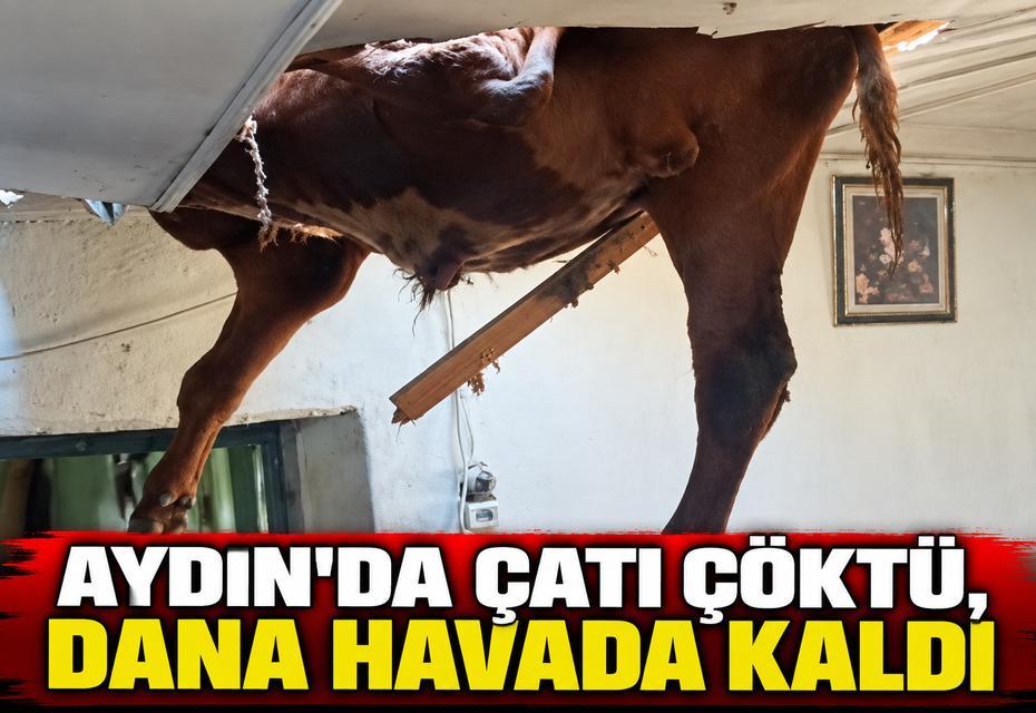 Aydın'da çatı çöktü, dana havada kaldı