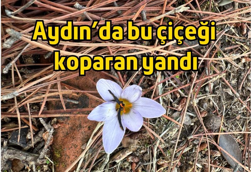 Aydın’da bu çiçeği koparan yandı