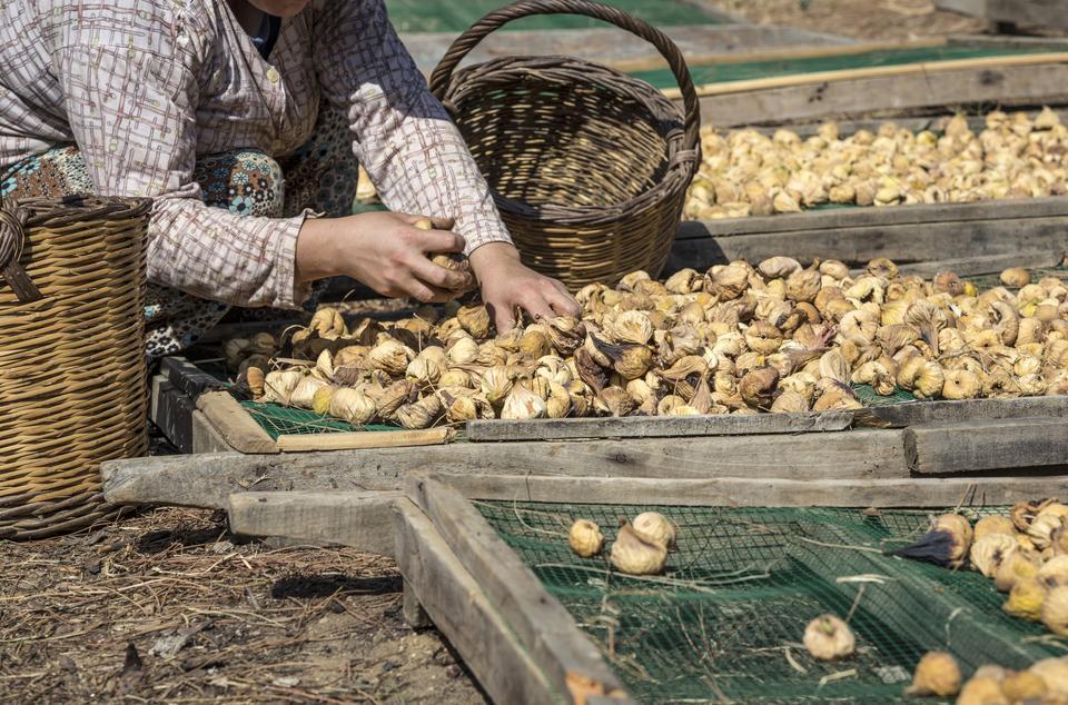 closeup hands of a woman picking fig fruits that are on ground in order to dry