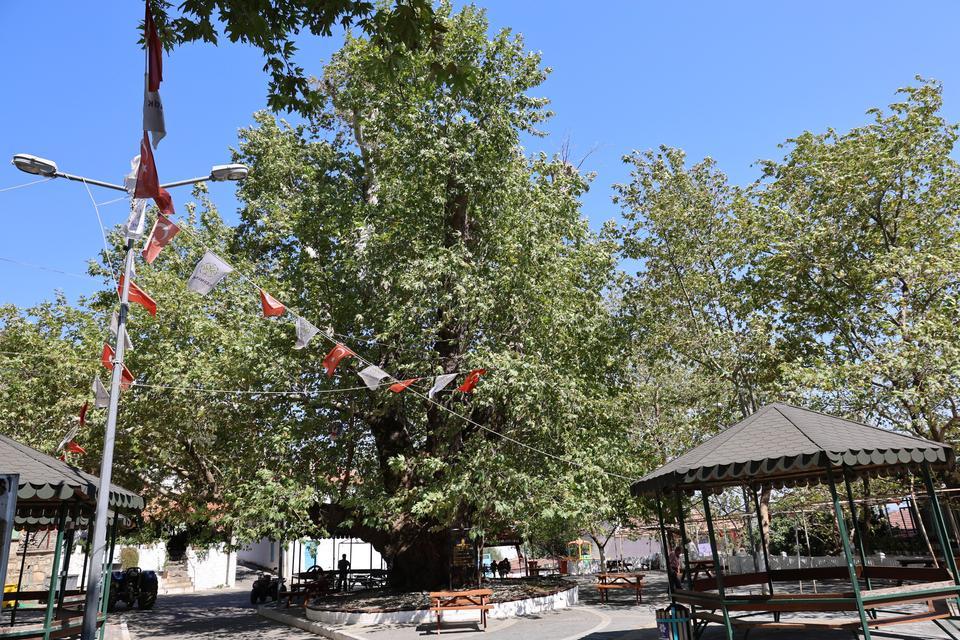 TARİHİN 800 YILLIK SESSİZ TANIĞI KÖKLERİYLE TOPRAĞA, DALLARIYLA GÖKYÜZÜNE UZANIYOR GERMENCİK'İN EN ESKİ SAKİNİ ASIRLARA MEYDAN OKUYOR