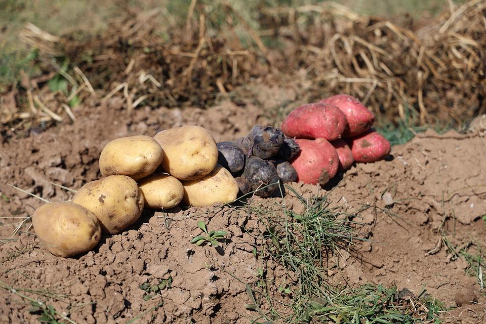 Renkli hasat başladı