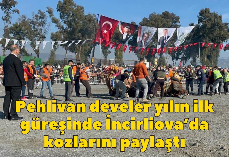 Pehlivan develer yılın ilk güreşinde İncirliova'da kozlarını paylaştı