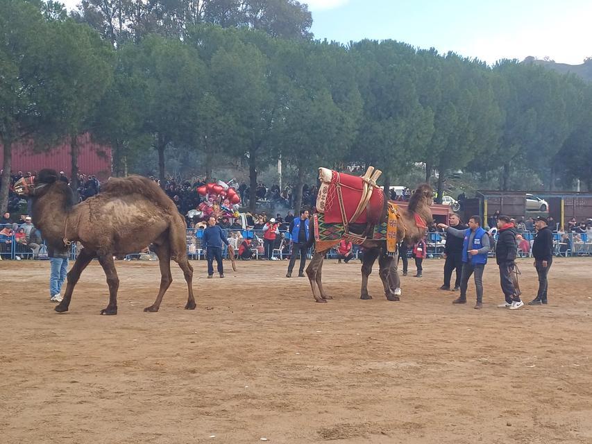 PEHLİVAN DEVELER KÖŞK ARENASINDA KOZLARINI PAYLAAŞTI