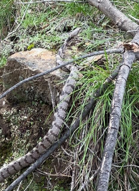 Aydın'ın Bozdoğan ilçesinde Aralık ayında yılan gören vatandaşlar büyük şaşkınlık yaşadı.