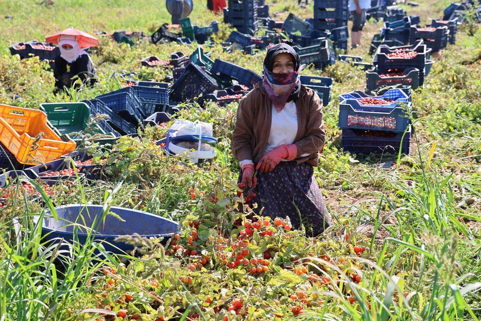 DOMATESTE SALÇALIK ÜZDÜ, SOFRALIK VE İHRACAT SEVİNDİRDİ AYDIN ÇERİ DOMATES ÜRETİMİNDE DE ÖNCÜ OLACAK