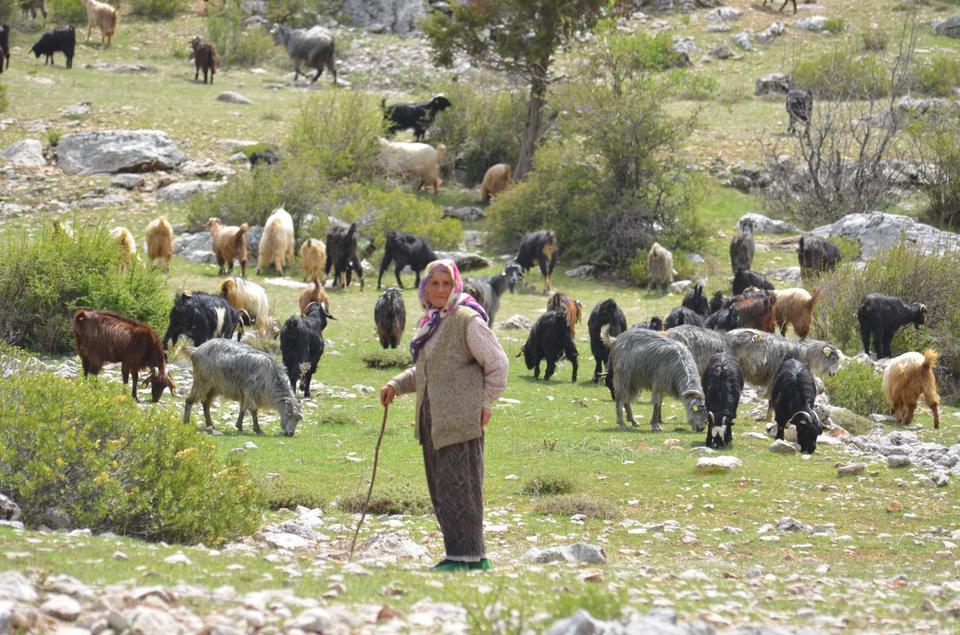 ANTALYA'DA YÖRÜKLERİN YAYLADAN DÖNÜŞÜ BAŞLADI YÖRÜKLER, HAVALARIN SOĞUMASIYLA DÖNÜŞ HAZIRLIĞINA GEÇTİ