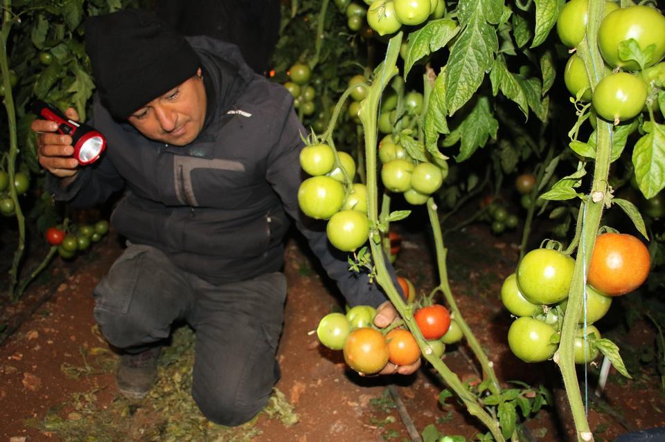 Sobalar yakıldı, zirai don nöbeti başladı