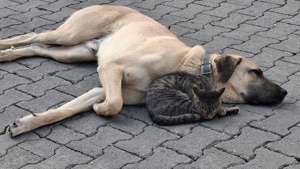 KEDİ İLE KÖPEĞİN KISKANDIRAN DOSTLUĞU