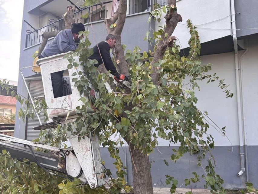 Buharkent'te ağaçlara kış bakımı