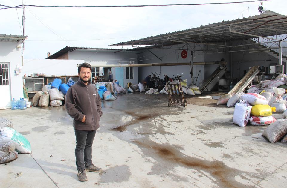 AYDIN'DA ZEYTİN ÜRETİCİSİNE AKDENİZ MEYVE SİNEĞİ TELAŞI SARDI DÖKÜLME NEDENİYLE HASAT VE SIKIM SEZONU ERKENE ALINDI