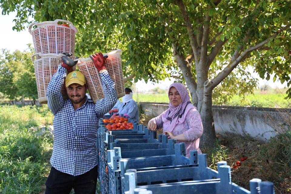 AYDIN'DA DOMATES HASADI SÜRÜYOR