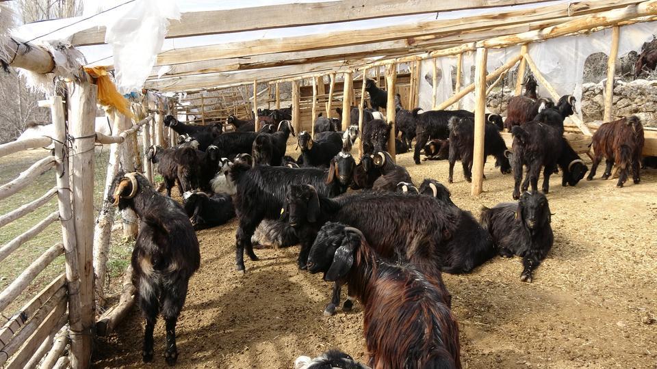 BURDUR'DA ÇOBAN AĞILDA ÖLÜ BULUNDU