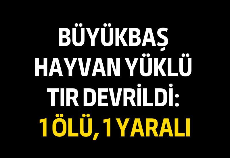 Büyükbaş hayvan yüklü tır devrildi: 1 ölü, 1 yaralı