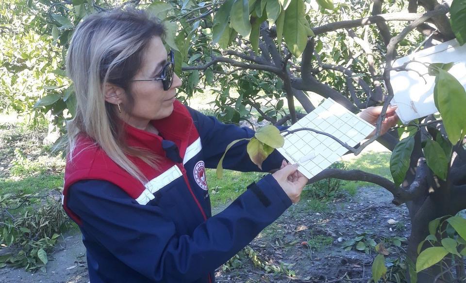 Söke'de Akdeniz meyve sineği arttı