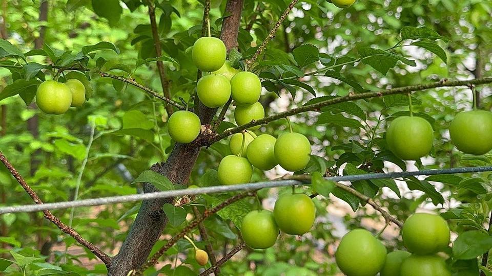 (ÖZEL) ERİĞİN İLK HASADINI YAPTILAR...FİYATI ALTINLA YARIŞIYOR ORTA DOĞU'NUN GÖZÜ BU ERİKTE KİLOGRAMI 3 BİN 500 LİRA, TANESİ 100 LİRADAN SATILIYOR