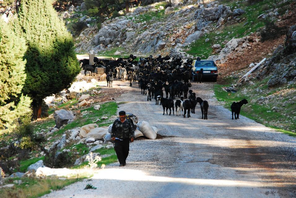 ANTALYA'DA YÖRÜKLERİN YAYLADAN DÖNÜŞÜ BAŞLADI YÖRÜKLER, HAVALARIN SOĞUMASIYLA DÖNÜŞ HAZIRLIĞINA GEÇTİ