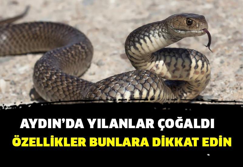 Aydın'da yılanlar arttı