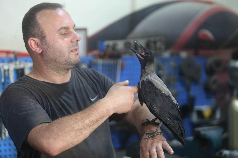 Karga ile tamircinin sıradışı dostluğu...
