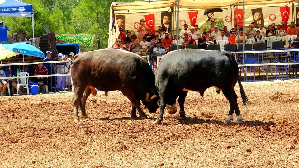 MENTEŞE'DE BOĞALAR KIRAN KIRANA MÜCADELE ETTİ