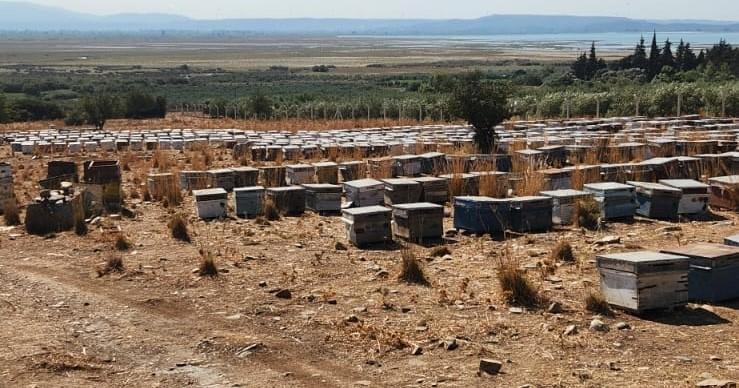 SÖKE'DE ARICILIK DESTEKLEMELERİ İÇİN KOVAN TESPİT ÇALIŞMALARI DEVAM EDİYOR