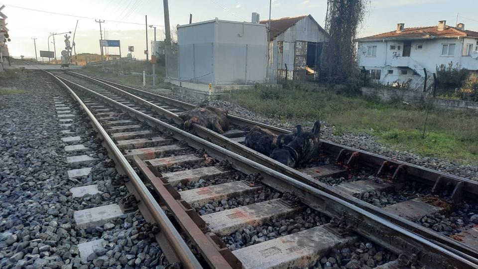 Başıboş halde dolaşırlarken tren çarptı