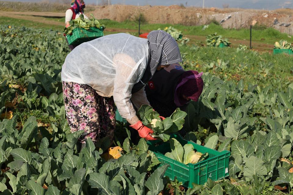 Efeler Belediyesi’nin karnabaharları hasat edildi