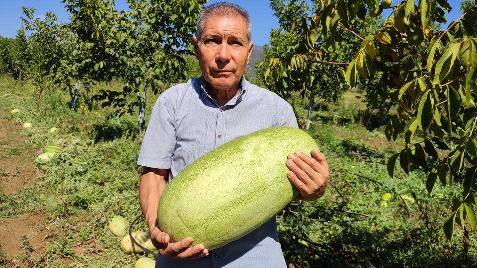 TARLADA KALAN KARPUZLAR PEKMEZE DÖNÜŞTÜ ELİNDE KALAN KARPUZLARIN SUYUNU ÇIKARAN ÜRETİCİ, KAZANDA KAYNATIP PEKMEZ YAPTI