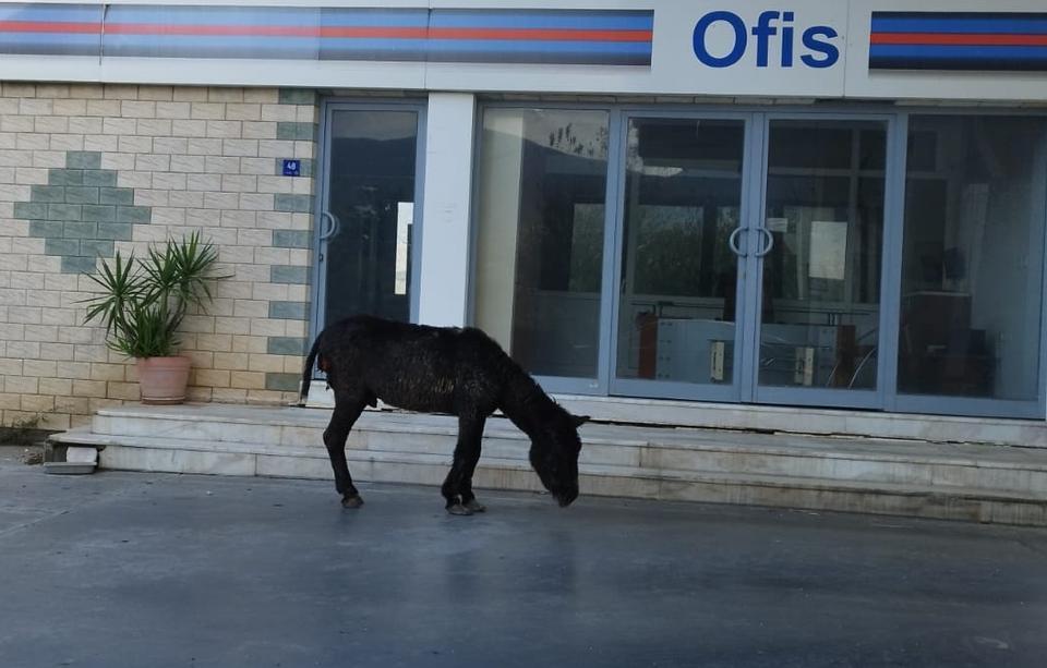 Bozdoğan'da sahipsiz yaralı eşek koruma altına alındı