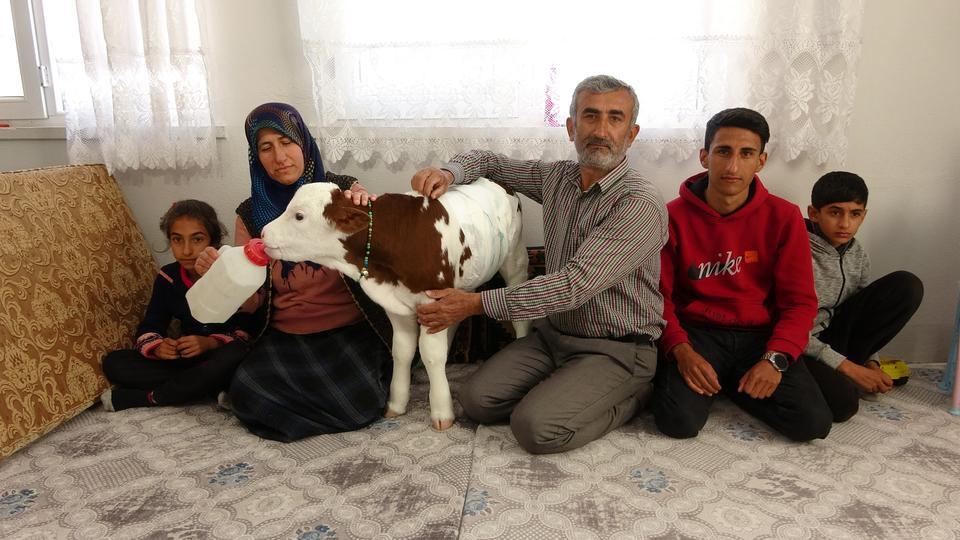 Erken doğan buzağıya çocukları gibi bakıyorlar