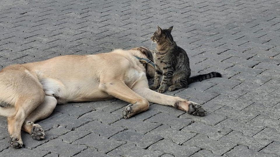 KEDİ İLE KÖPEĞİN KISKANDIRAN DOSTLUĞU