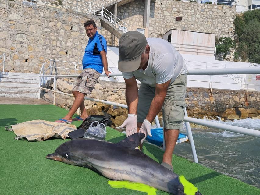 KUŞADASI'NDA ÖLÜ YUNUS KARAYA VURDU