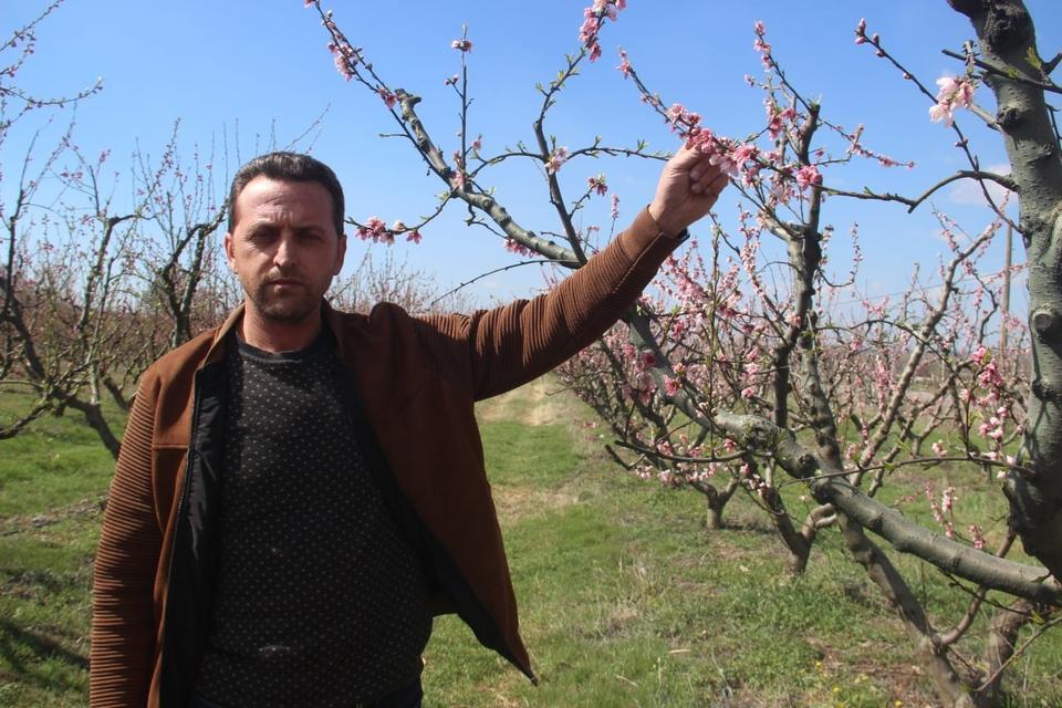 BAYRAMİÇ ÇİÇEK AÇAN AĞAÇLARI DON VURDU MEYVE ÜRETİCİSİ SAMAN BALYALARI YAKARAK DUMANIYLA DONUN ETKİSİNİ KIRMAYA ÇALIŞTI