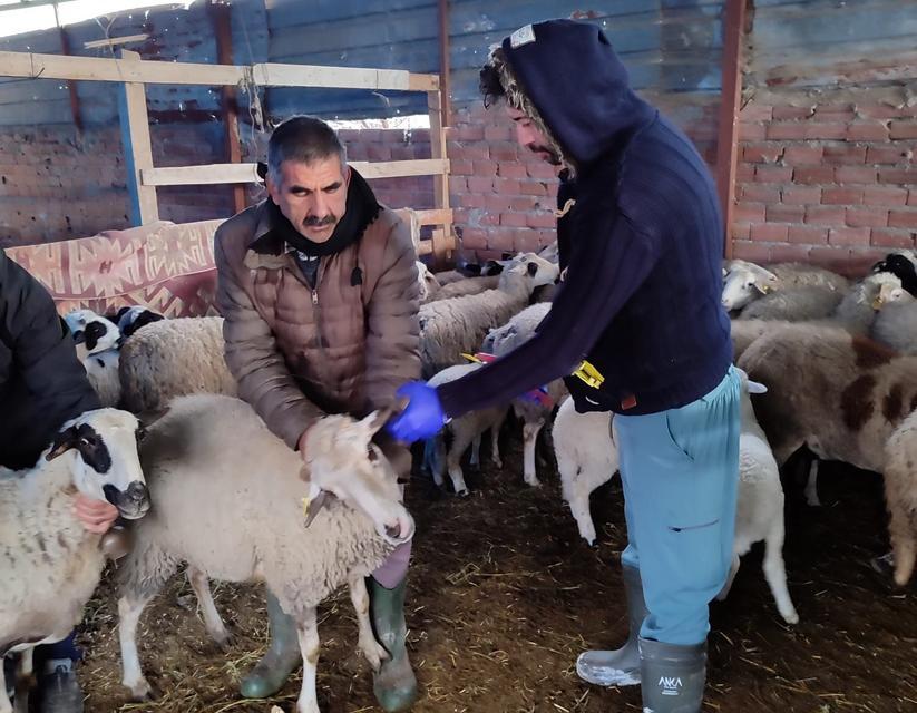 Aydın’da küçükbaşlara aşı ve küpe yapıldı