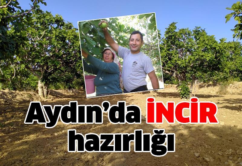 Aydın'da incir sezonu açılıyor