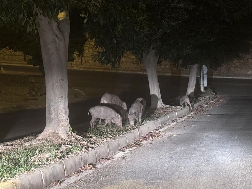 AÇ KALAN DOMUZLAR ŞEHRE İNDİ, GÖRENLER ŞAŞTI KALDI