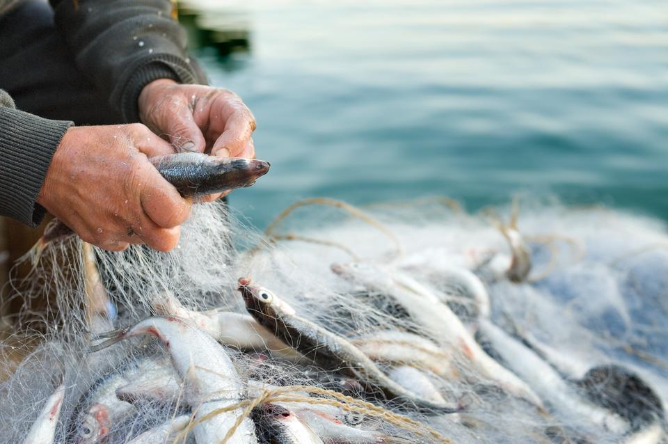 hands take fish out of a net