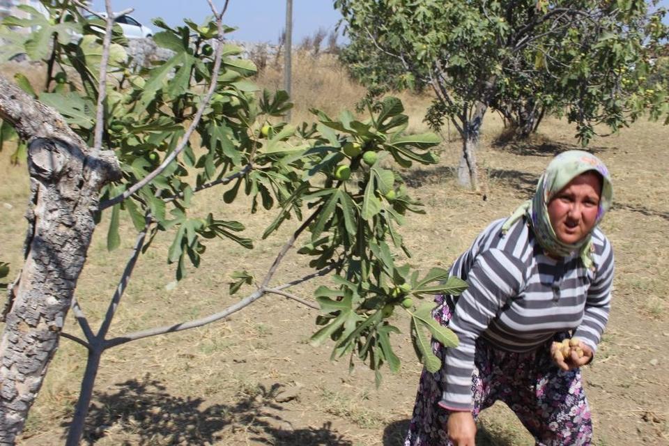 AYDIN'DA İNCİR HASADI BAŞLADI REKOLTE DÜŞÜK, KALİTE VE FİYATLAR GÜZEL