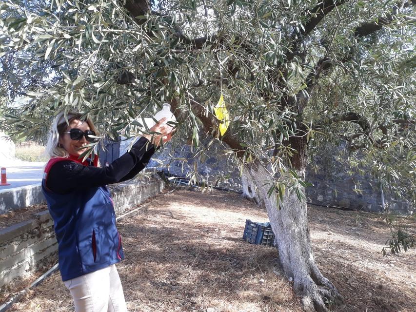 Zeytin ve turunçgil bahçelerinde zararlı kontrolleri yapıldı