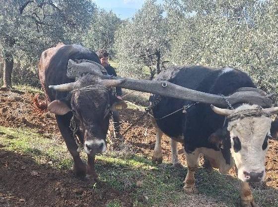 TEKNOLOJİNİN İŞLEMEDİĞİ AYDIN DAĞLARINDA ÇİFTÇİLERİN ZORLU MESAİSİ ERKEN BAŞLADI SABANA KOŞULAN ÖKÜZLERLE DAĞLARDA ÇİFT SEZONU BAŞLADI