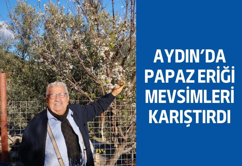 Aydın’da papaz eriği mevsimleri karıştırdı