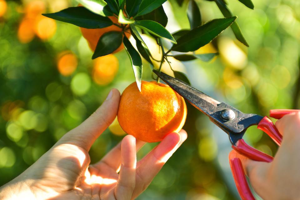 Ripe juicy sweet orange mandarins on a tree in the mandarin orchard. Selective focus.